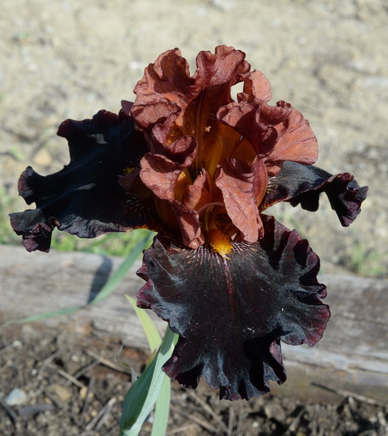 DSC_2797_edited-1