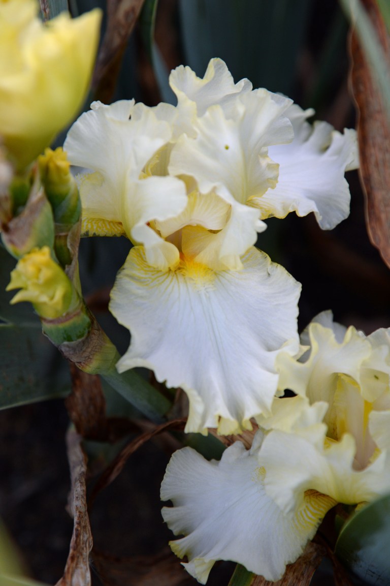Treccia d'Oro