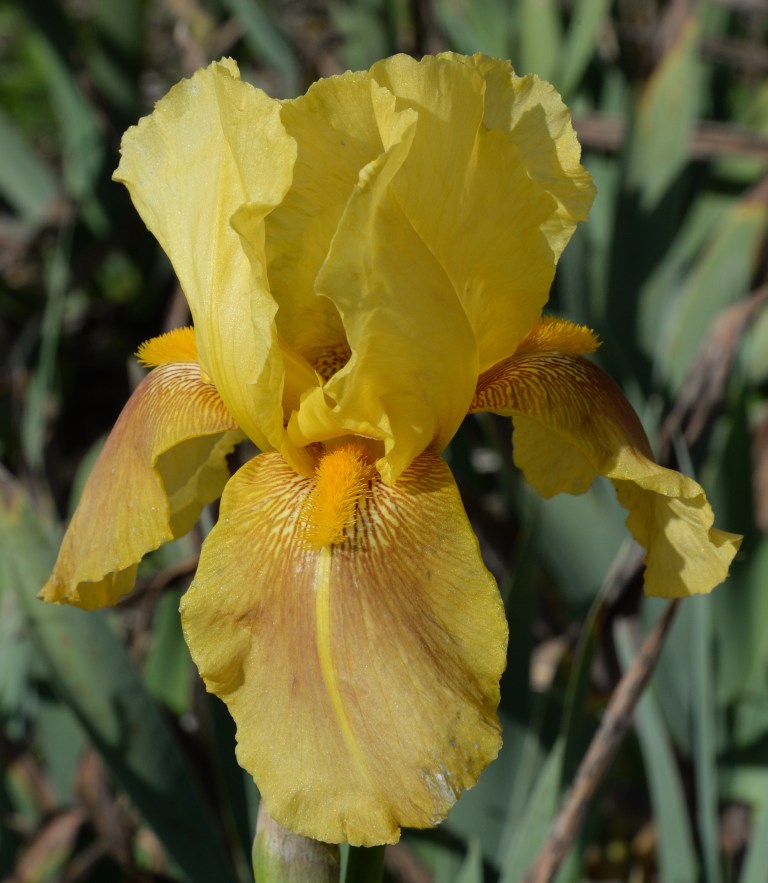 gold-of-autumn