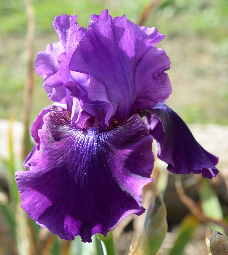 rosalie-figge