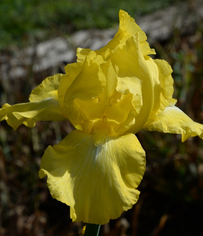 yellow-rebloomer
